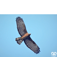 گونه سارگپه تاجدار Crested Honey Buzzard